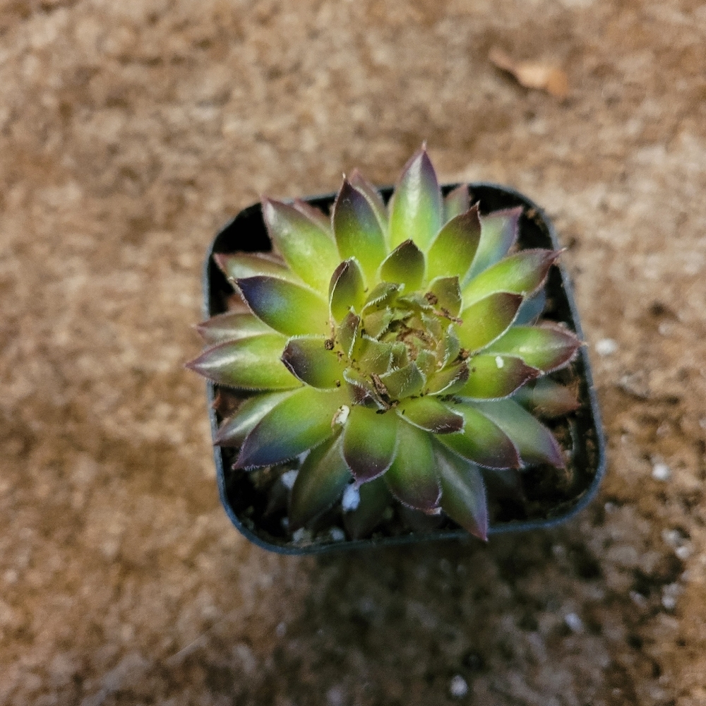 2 inch green and purple succulent